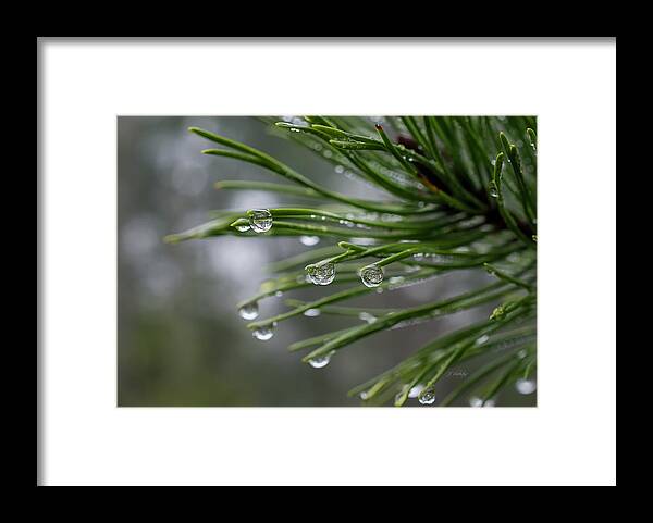 The Richness Of The Rain Framed Print featuring the photograph The Richness Of The Rain - Nature Art by Jordan Blackstone