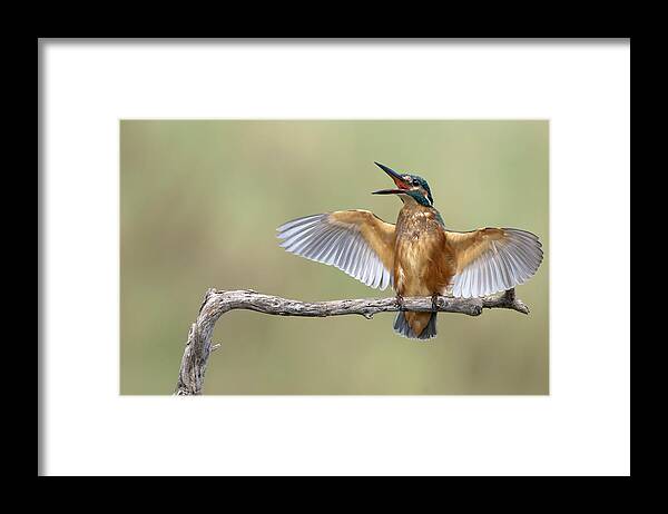 Kingfisher Framed Print featuring the photograph The Scream ! by E.amer