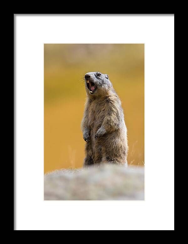 Marmot Framed Print featuring the photograph The Scream by Paolo Bolla