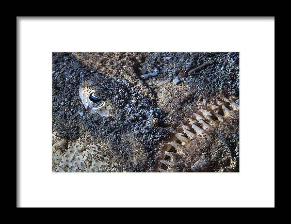 Bocca Framed Print featuring the photograph The Sea Monster by Barathieu Gabriel