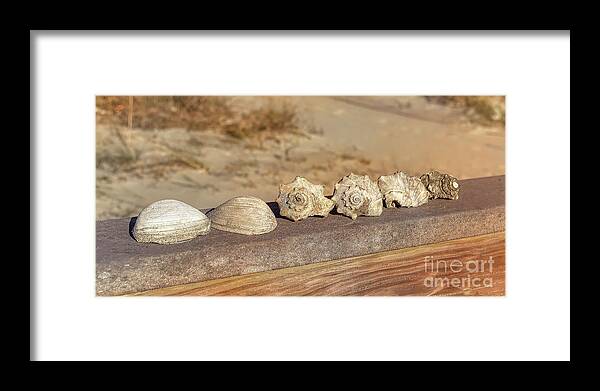 Beach Framed Print featuring the photograph The Shell Collection by Kathy Baccari
