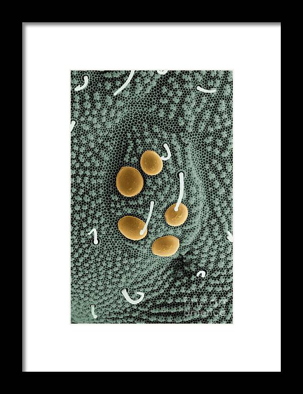 Springtail Framed Print featuring the photograph The Simple Eye Of A Springtail by Dr Jeremy Burgess/science Photo Library