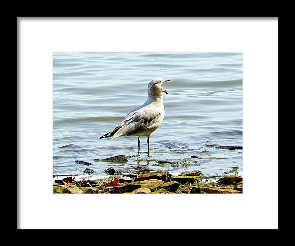 Ring-billed Gull Framed Print featuring the photograph The Singing Gull by Susan Hope Finley