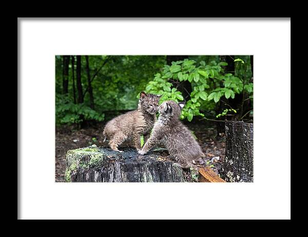 Bobcat Framed Print featuring the photograph The stare down by Dan Friend