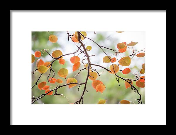 The Start Of Fall Framed Print featuring the photograph The Start Of Fall by Az Jackson