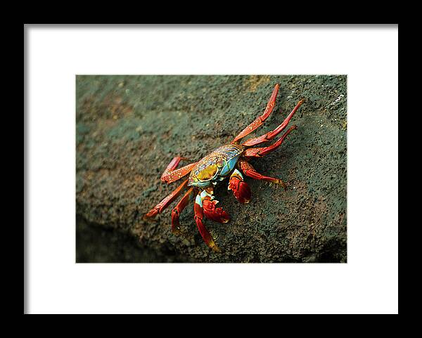 Volcanic Rock Framed Print featuring the photograph The Striking And Colorful Sally by Brian Guzzetti / Design Pics