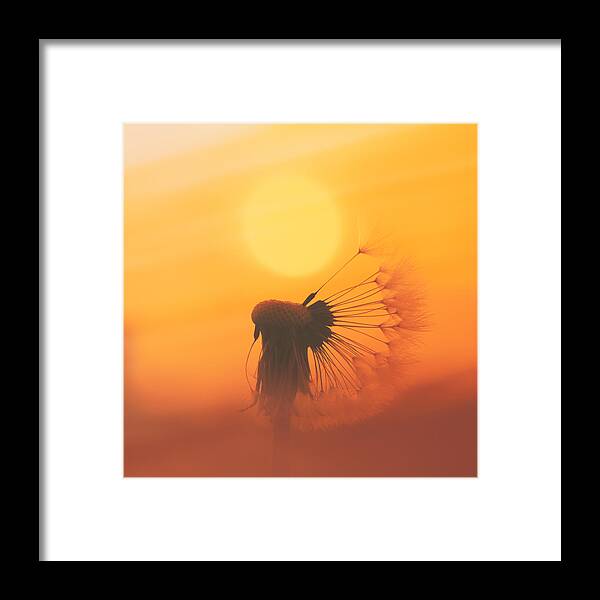 Sun Framed Print featuring the photograph The Sun by Jaroslav Buna