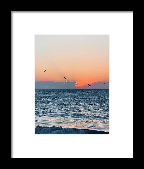 Birds Framed Print featuring the photograph Captiva Island The Sunset Seabird Feast 1 by Shelly Tschupp