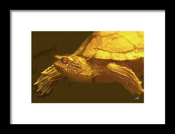 Turtles Framed Print featuring the photograph The Swimmer by CHAZ Daugherty