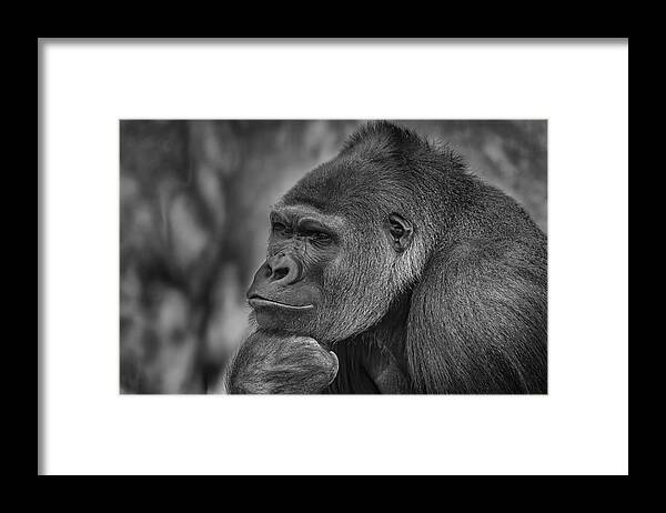 Gorilla Framed Print featuring the photograph The Thinker by Jeffrey C. Sink
