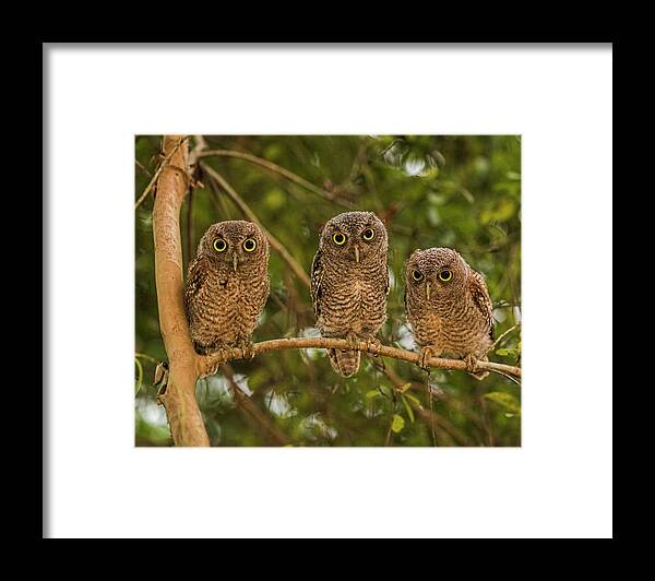 Screechowlets Framed Print featuring the photograph The Three Amigos by Justin Battles
