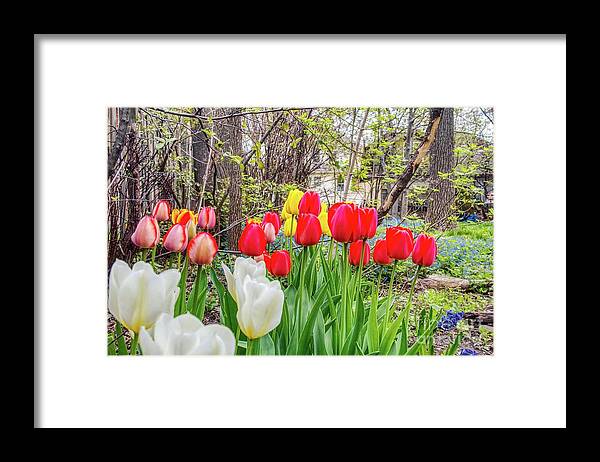 #flowers #tulips #spring #springtime #warm #sunny #photographer #instagood #hdr #highdynamicrange #skylum #aurorahdr2019 #nature #naturephotography #naturephotographer #garden #summer #seasons #picoftheday #imageoftheday #photo #thegreatoutdoors #wanderlust #postoftheday #outdoors #red #yellow Framed Print featuring the photograph The tulips are out. by Jim Lepard