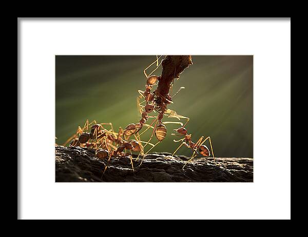 Macro Framed Print featuring the photograph The Warriors Ant by Fauzan Maududdin