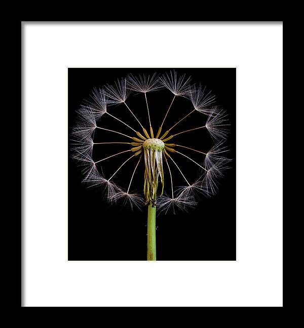 Flower Framed Print featuring the photograph The Wheel by Art Lionse