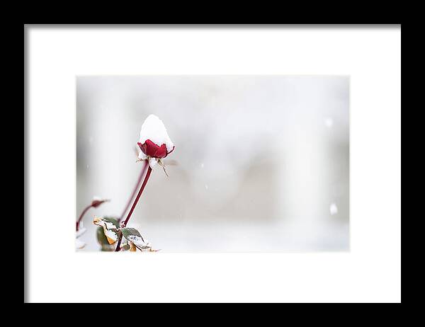 Dc Framed Print featuring the painting The White House Grounds Covered in Snow 2 by Celestial Images