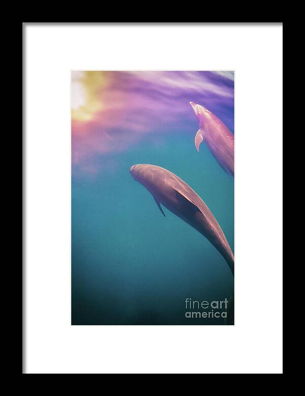 Dolphin Framed Print featuring the photograph The World is Beautiful by Becqi Sherman