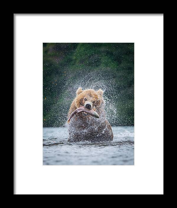 Kamchatka Framed Print featuring the photograph Thekamchatkabrownbear, Ursus Arctos by Petr Simon