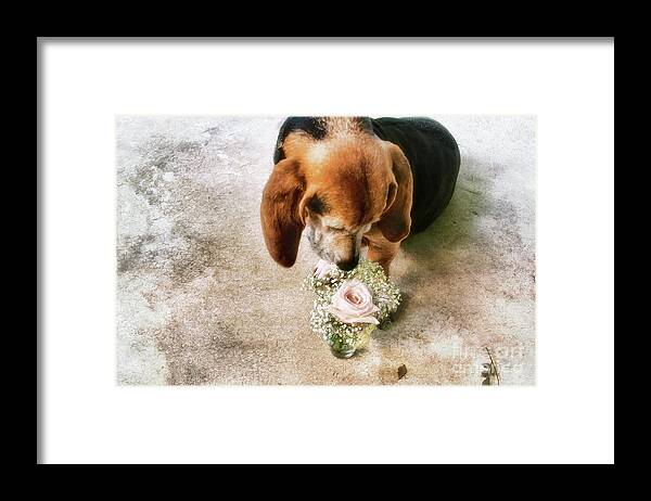 Dog Framed Print featuring the photograph This Flower Is For You by Joan Bertucci