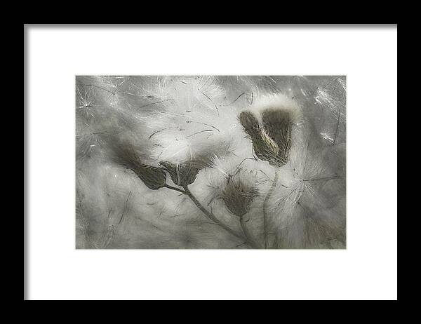 Thistle Framed Print featuring the photograph Thistle Blast by Gilbert Claes