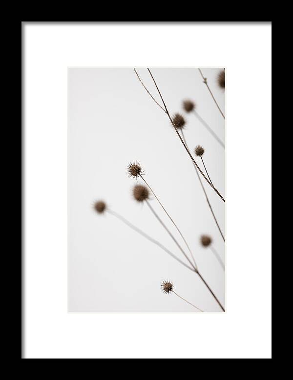Thistle Framed Print featuring the photograph Thistle Grey 02 by 1x Studio Iii