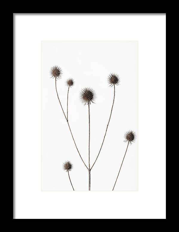 Thistle Framed Print featuring the photograph Thistle Grey 11 by 1x Studio Iii