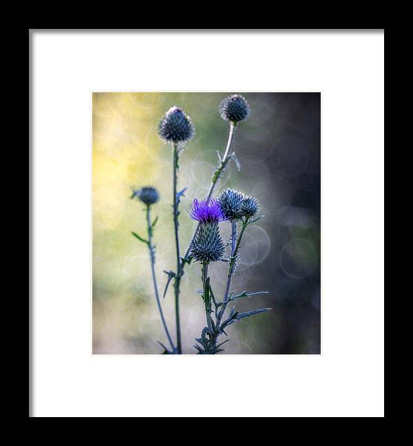 Thistles Framed Print featuring the photograph Thistles by Sergio Barboni