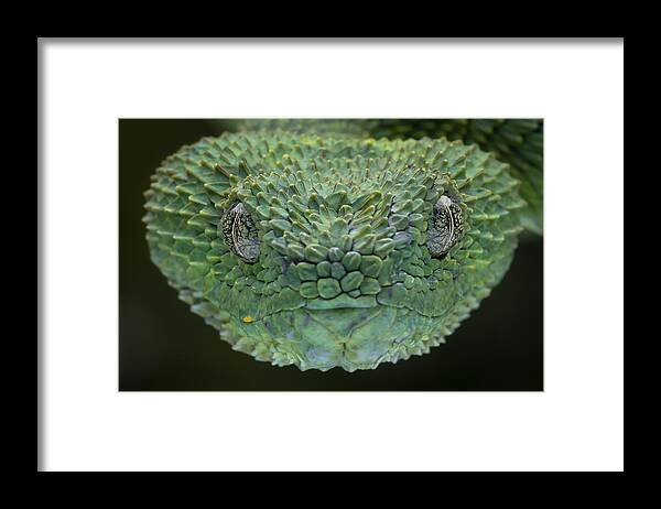 Snake Framed Print featuring the photograph Thorne Face by Tantoyensen