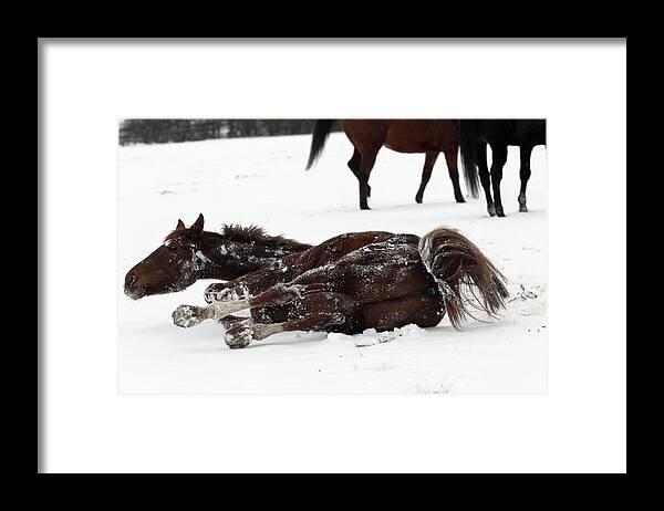 Thoroughbred 008 Framed Print featuring the photograph Thoroughbred 008 by Bob Langrish