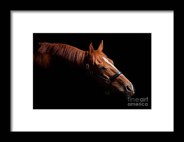 Horse Framed Print featuring the photograph Thoroughbred Portrait on Black by Michelle Wrighton