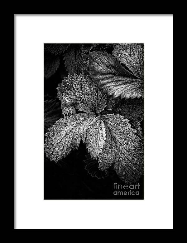 Botanical Framed Print featuring the photograph Thoughts of Winter by Venetta Archer