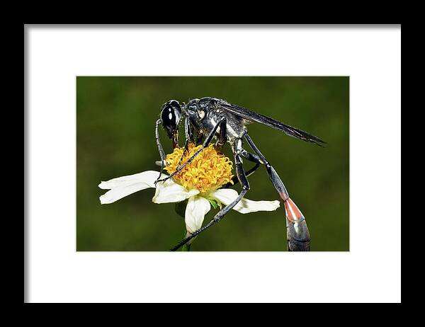 Photograph Framed Print featuring the photograph Thread Waisted Wasp by Larah McElroy