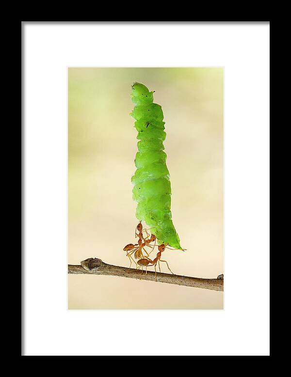 Working Framed Print featuring the photograph Three Ants Carrying A Caterpillar by Kuritafsheen