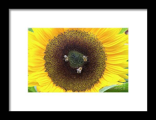 Three Framed Print featuring the photograph Three Bees by Tim Gainey