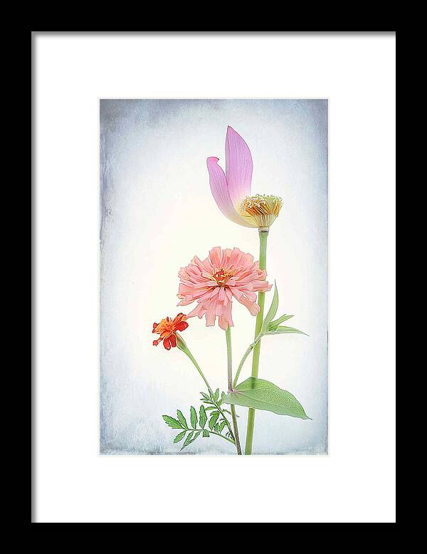 Lotus Framed Print featuring the photograph Three Flowers by Fangping Zhou