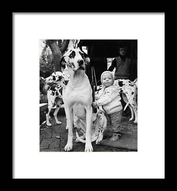 Pets Framed Print featuring the photograph Three Great Danes by Ronald Dumont