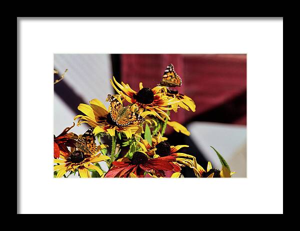 Butterfly Framed Print featuring the photograph Three in a Row by Alana Thrower