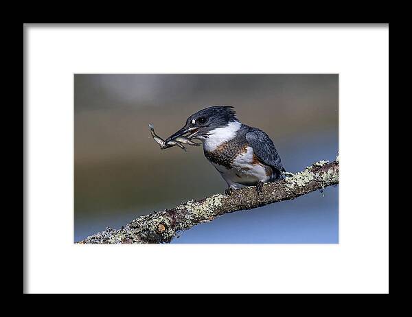 Beltedkingfisher Framed Print featuring the photograph Three Is Better Then One by Peter Stahl