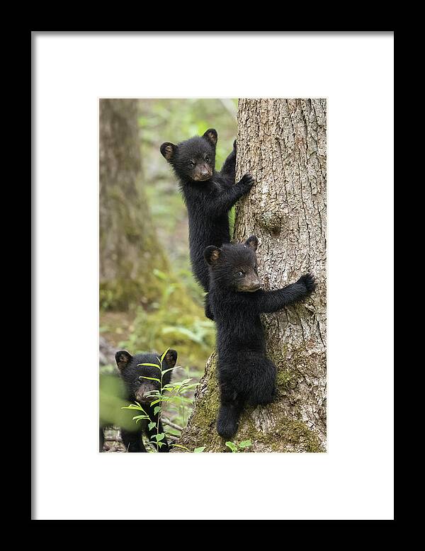 Bear Framed Print featuring the photograph Three Little Bears by Everet Regal