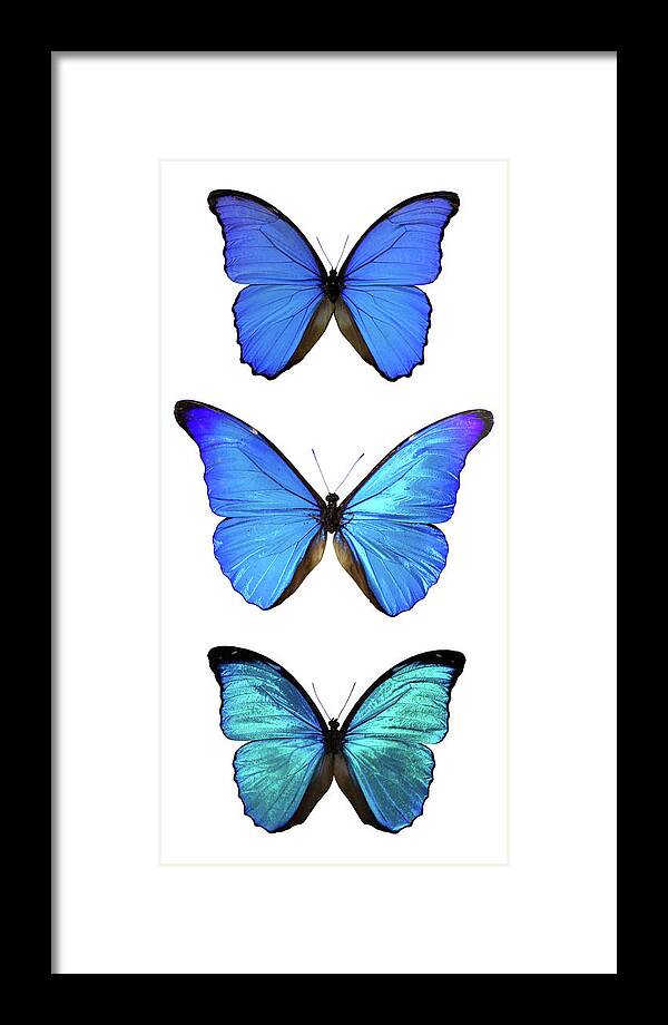 Insect Framed Print featuring the photograph Three Morpho Butterflies by Imv