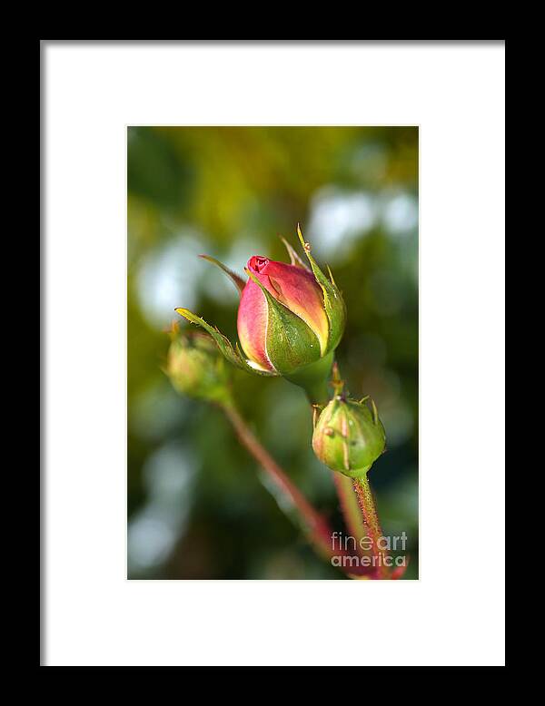 Abraham Darby Rose Flower Framed Print featuring the photograph Three Rose Buds by Joy Watson