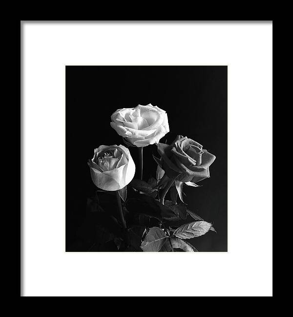 Three Roses Framed Print featuring the photograph Three Roses Monochrome by Jeff Townsend