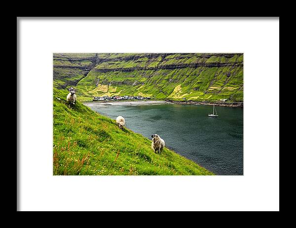 Landscape Framed Print featuring the photograph Three Sheeps Near Tjornuvik Village by Ivan Kmit