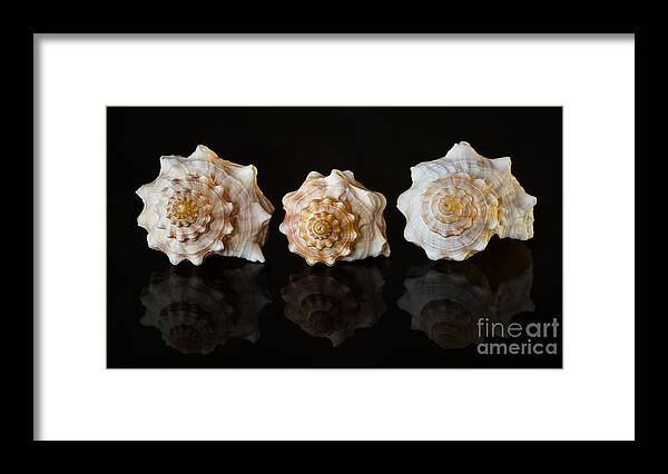 Photography Framed Print featuring the photograph Three Spirals by Alma Danison