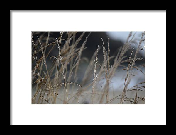 Grasses Framed Print featuring the photograph Through the Grasses by Bonnie Bruno