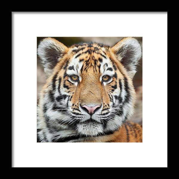 Big Cat Framed Print featuring the photograph Tiger Cub Portrait by Andyworks