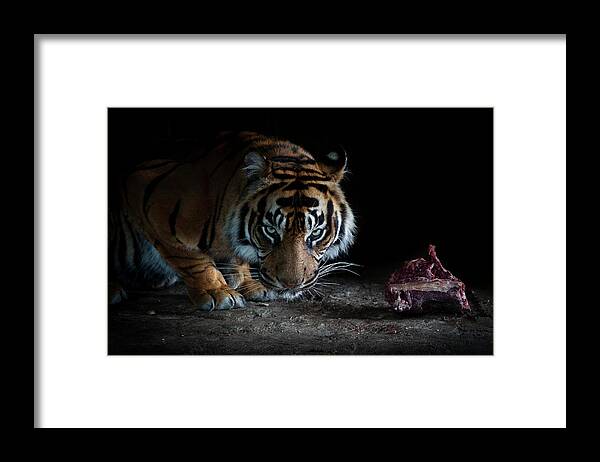 Animal Themes Framed Print featuring the photograph Tiger Dinner by By Valentijn Tempels