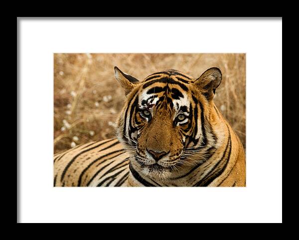 Alertness Framed Print featuring the photograph Tiger by Kiran Dikshit