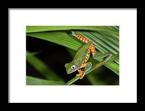 Alajuela Framed Print featuring the photograph Tiger-leg Monkey Tree Frog In Rainforest by Ivan Kuzmin