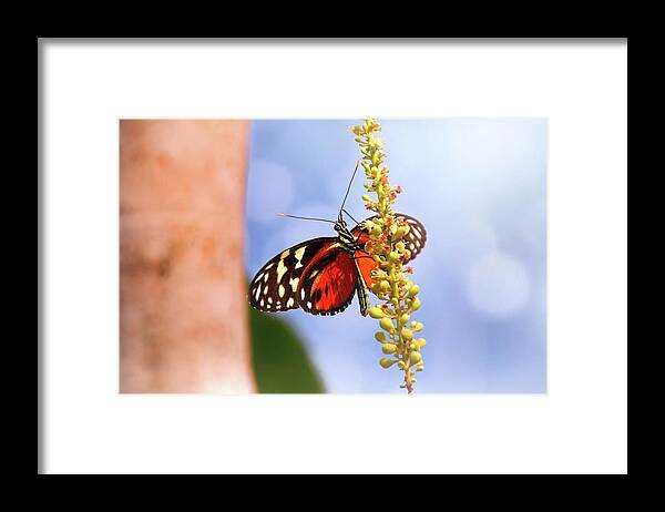 Butterfly Framed Print featuring the photograph Tiger Longwing Butterfly by Jaroslav Buna