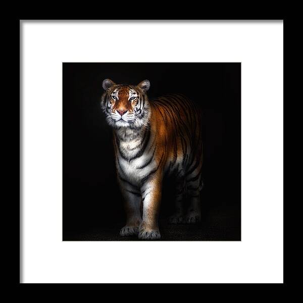 Tiger Framed Print featuring the photograph Tiger Portrait II by Santiago Pascual Buye
